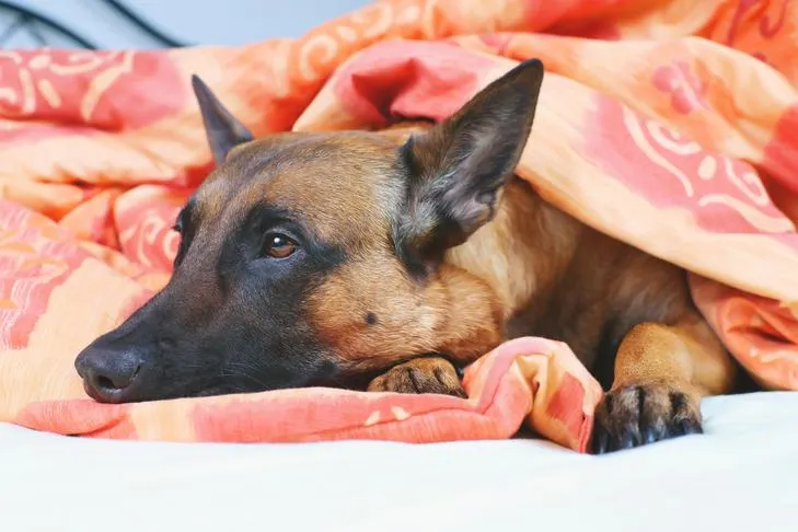 Belgian Malinois lying on owner's bed under the blanket