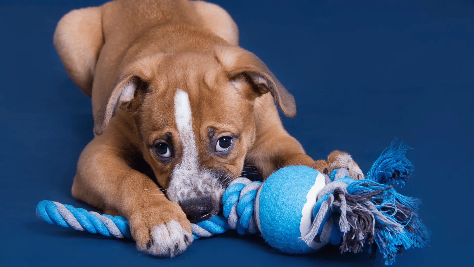 Benefits of Hiring a Pet Sitter