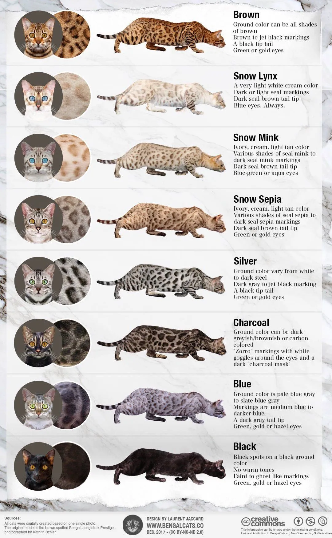 Bengal cat colors patterns coat infographic
