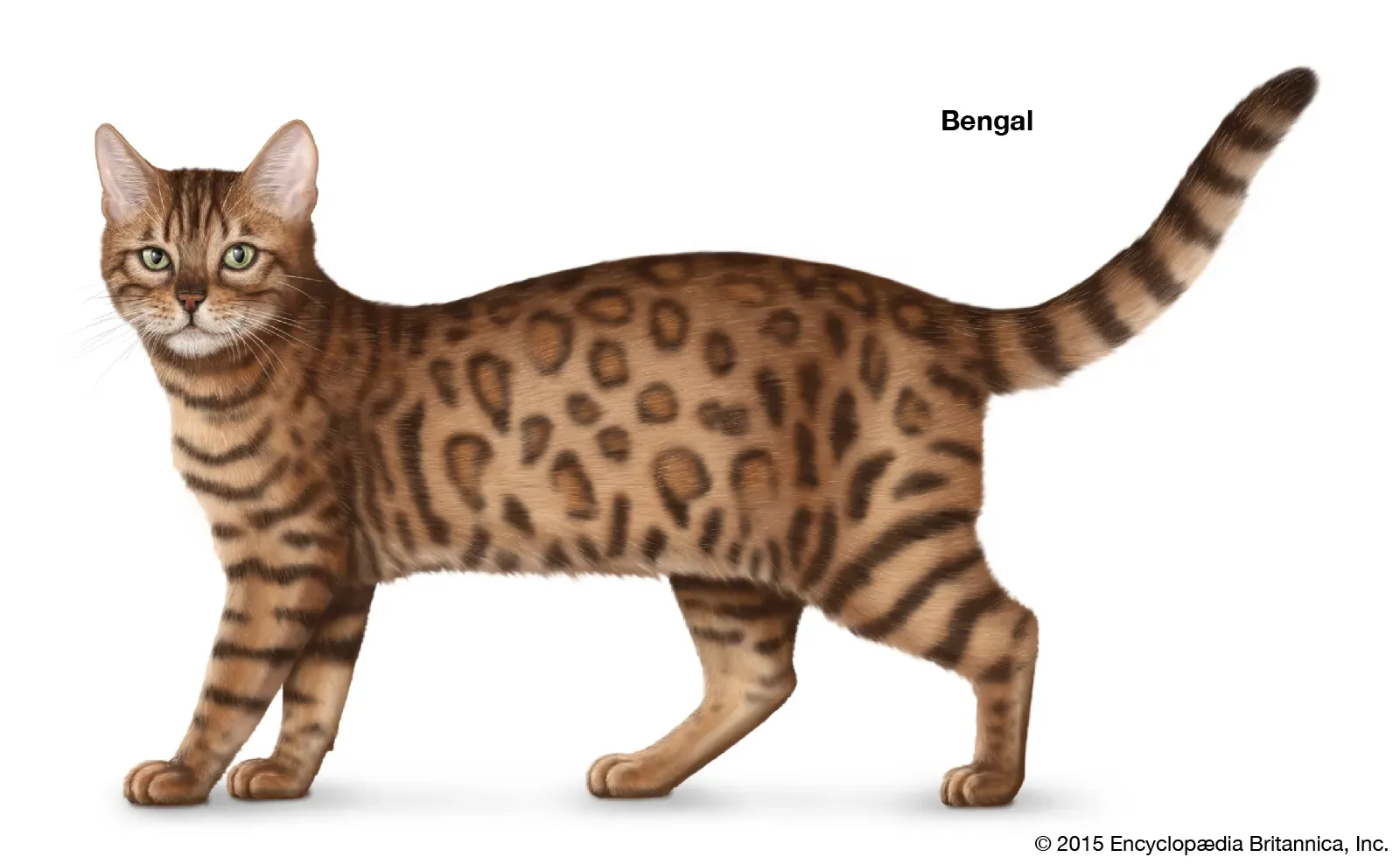 Bengal cat displaying its spotted coat from leopard cat ancestry