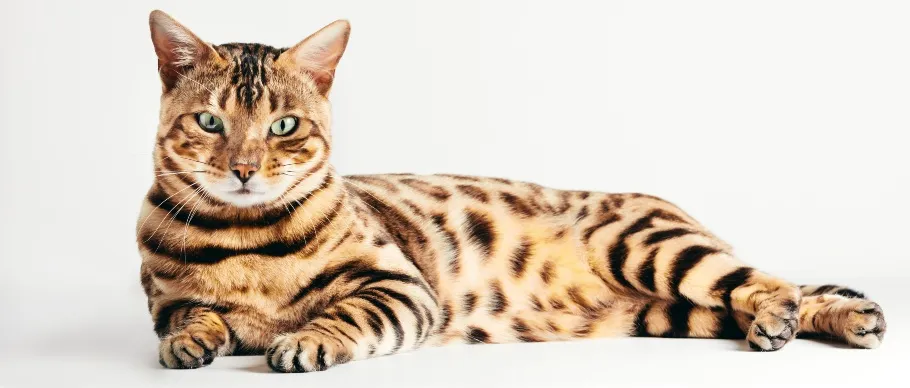 Bengal cat displaying its spotted, low-shedding coat