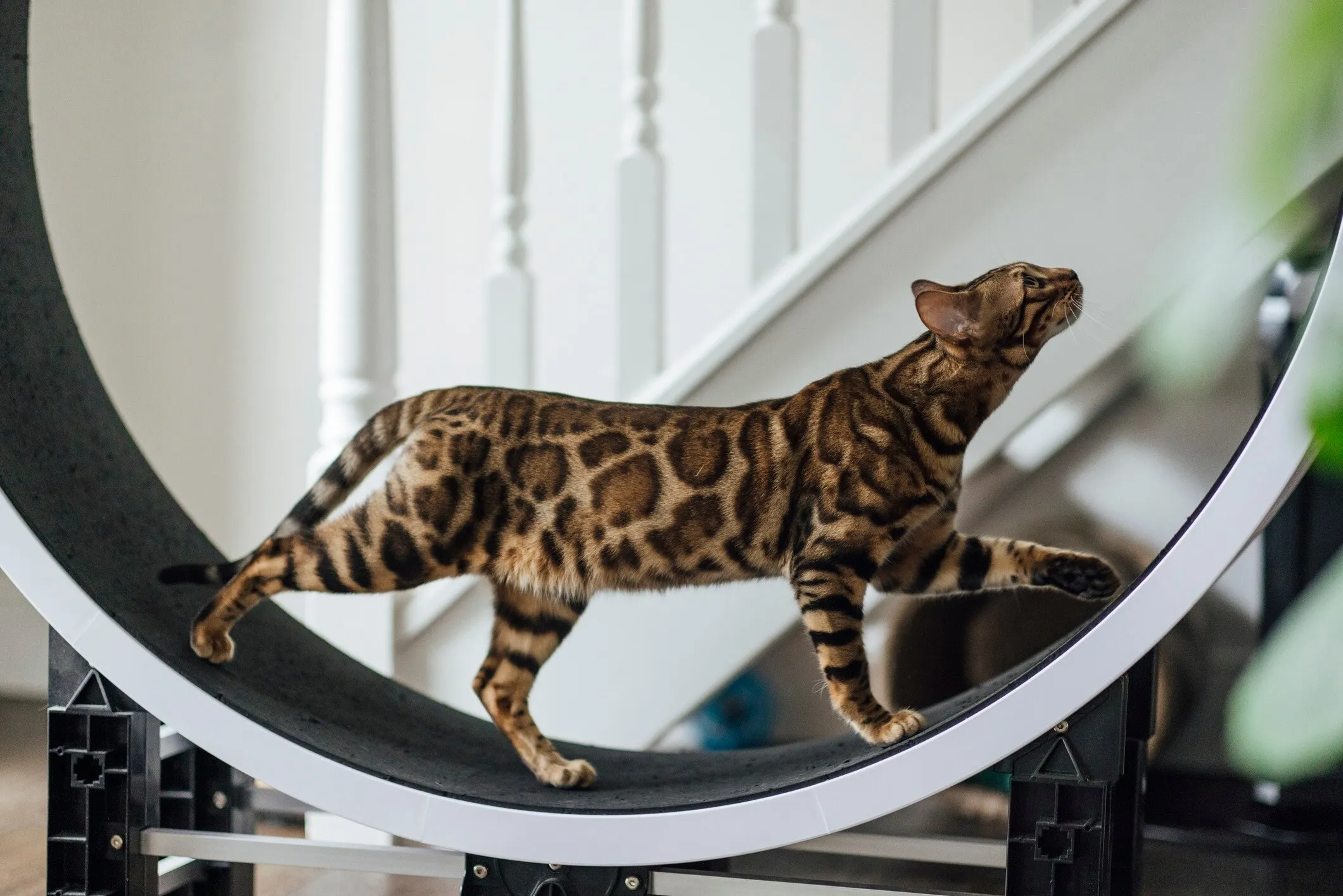 Bengal cat exercising on a cat wheel