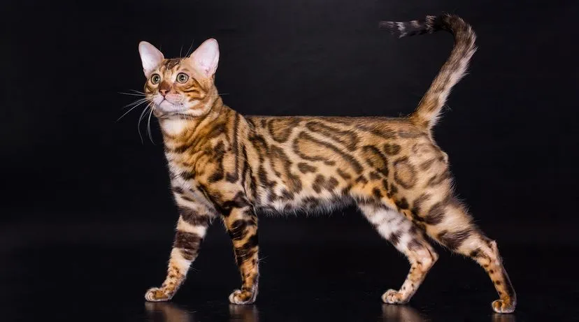 Bengal cat with striking leopard-like markings