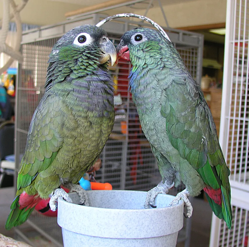 Bentley the Maximilian’s male and Puff the Coral-billed female side by side