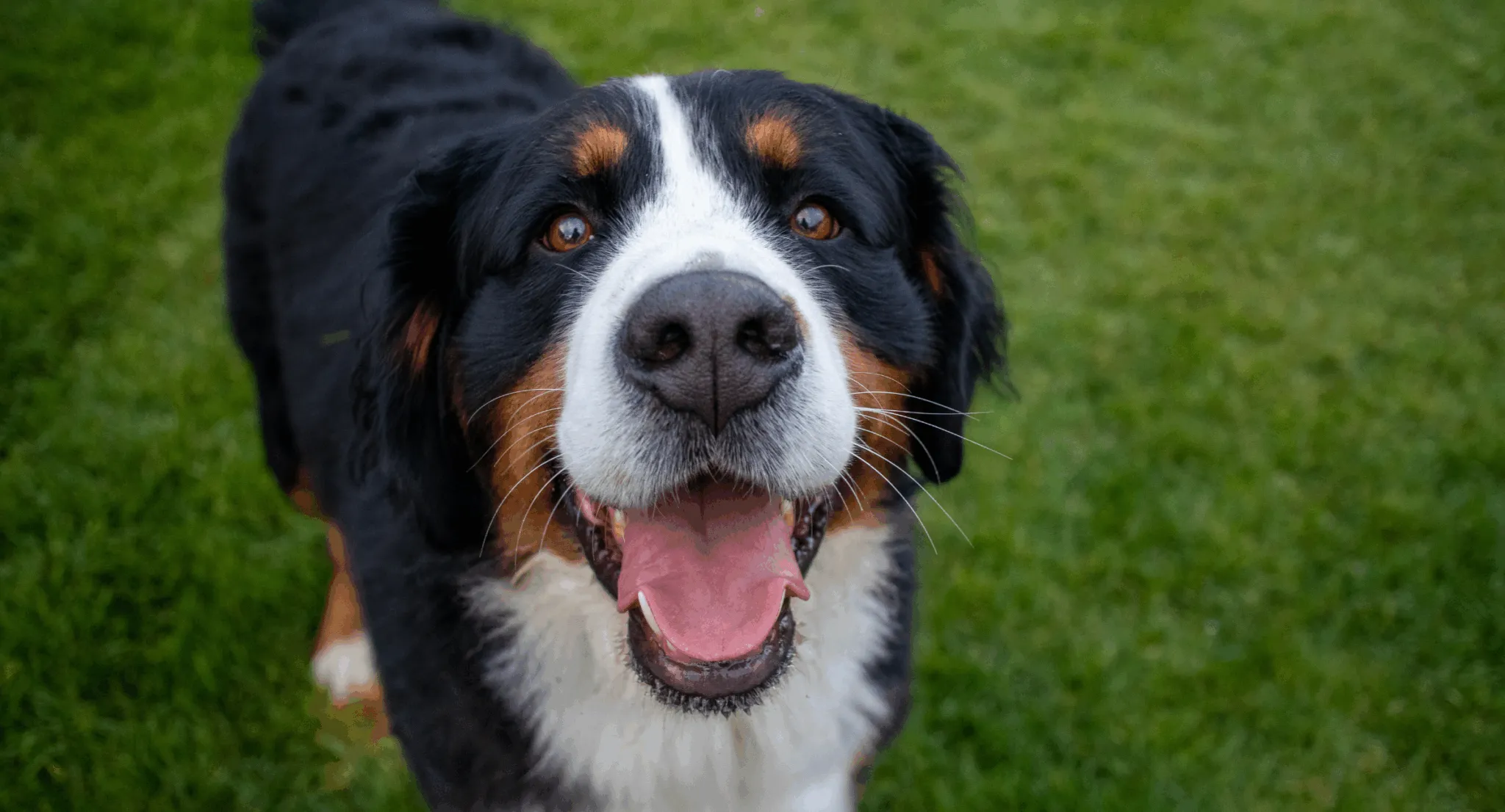 Bernese Mountain Dog offering mobility assistance