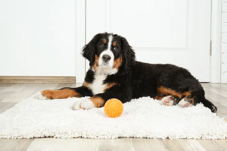 Bernese Mountain Dog puppy lying on a rug indoors with a yellow ball.
