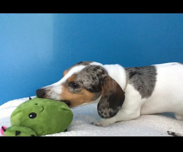 best dachshunds toy - cactus toy