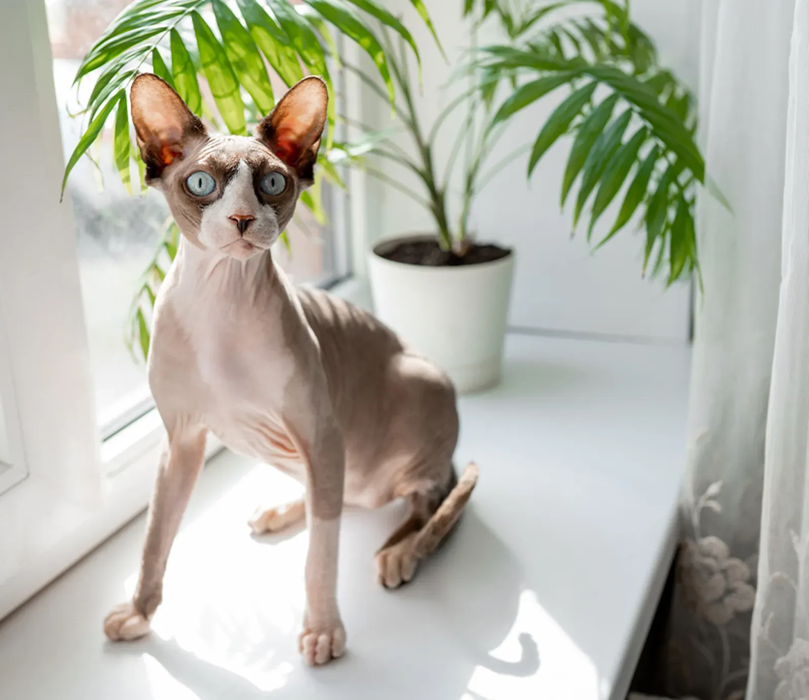 best foods for sphynx cats
