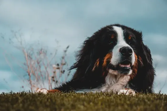 Best Mobility Service Dog Breeds - Bernese Mountain Dogs