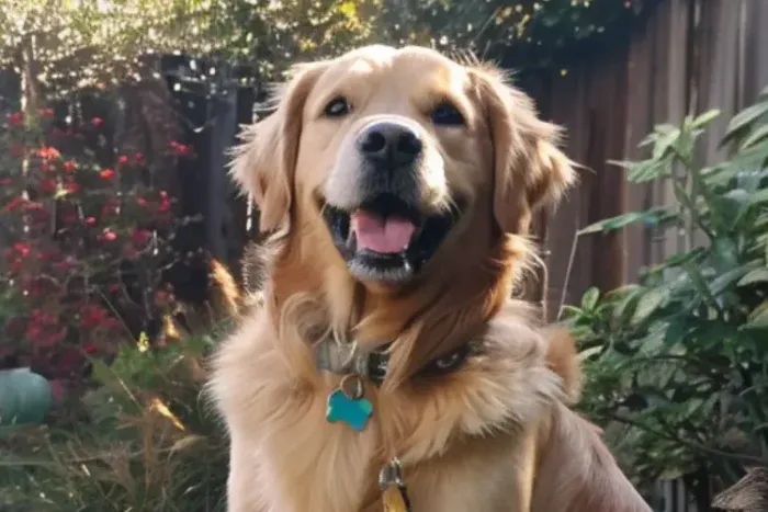 Best Mobility Service Dog Breeds - Golden Retriever