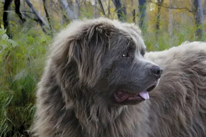 Best Mobility Service Dog Breeds - Newfoundlands