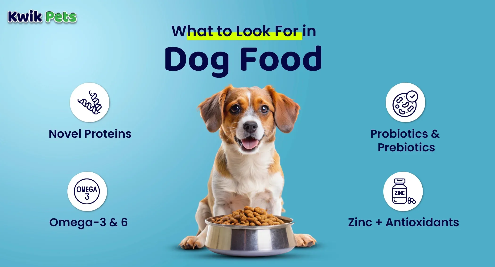 Best Pet Food for Dogs with Skin Allergies summary infographic