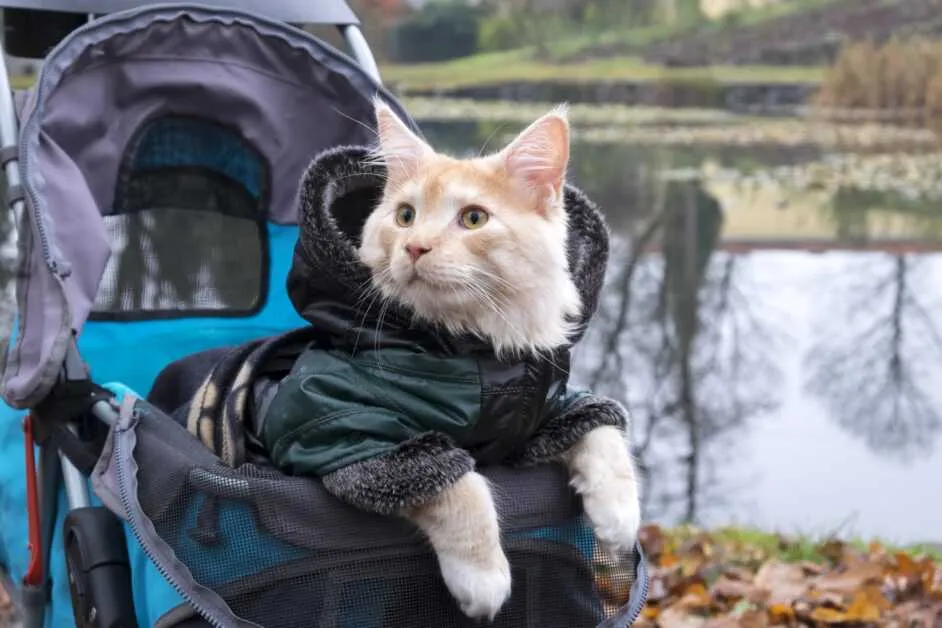 Best tips for traveling with a Maine Coon cat