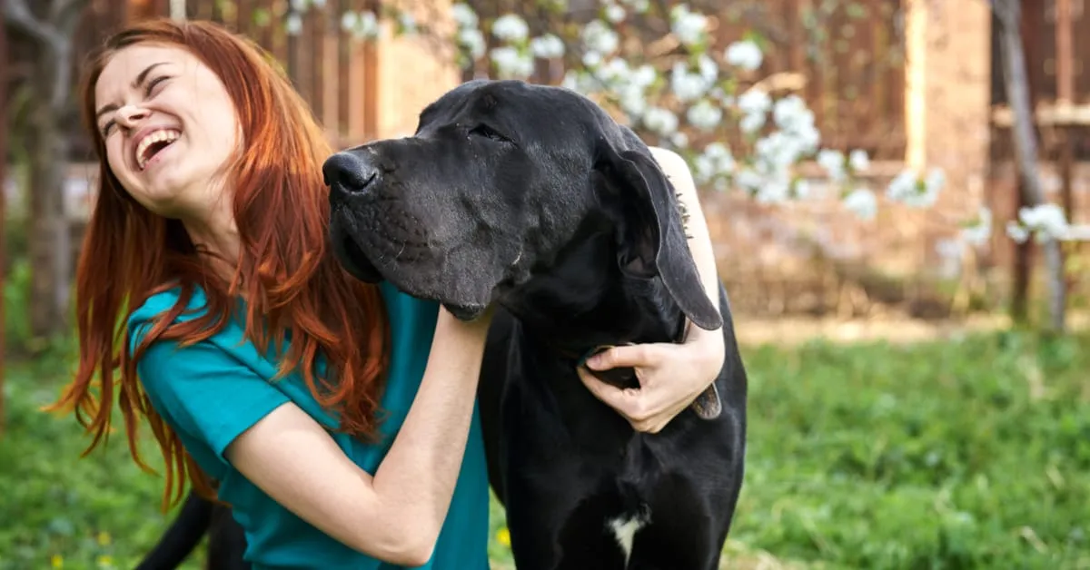 best toys for great danes