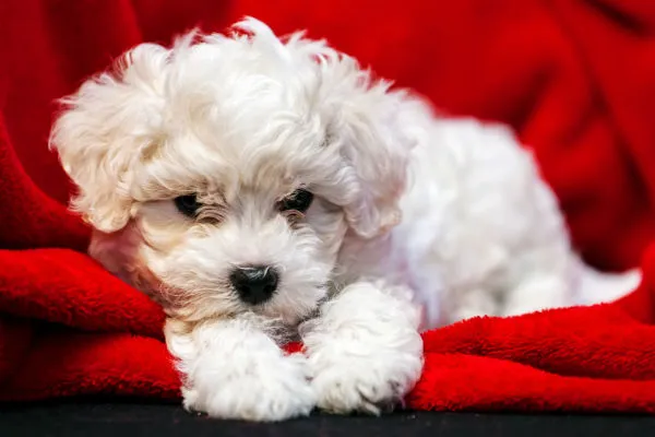 Bichon Frise, a fluffy white dog with a playful expression