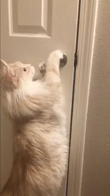 Big cameo Maine Coon cat reaching up to a doorknob