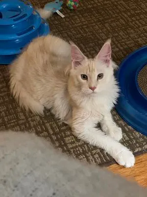 Big cream colored Maine Coon kitten on floor with cat toys