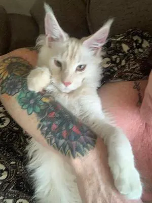 Big light colored Maine Coon kitten in a person's embrace