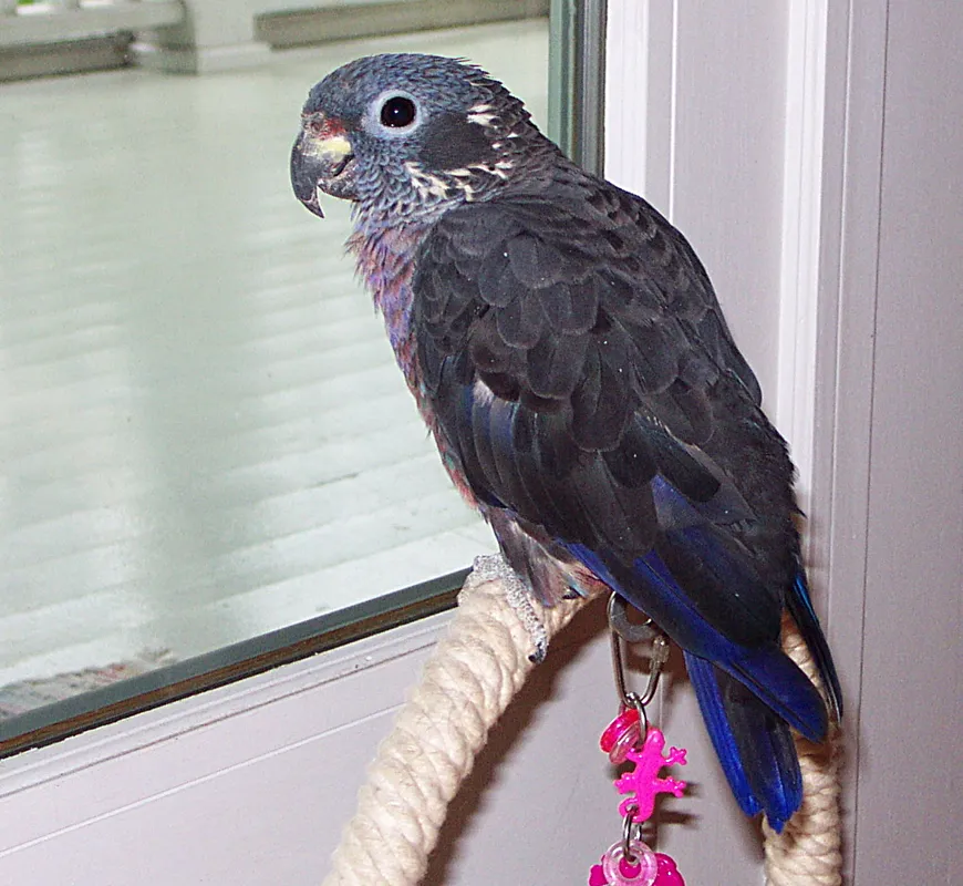 Binah-Lu the Dusky female Pionus close-up