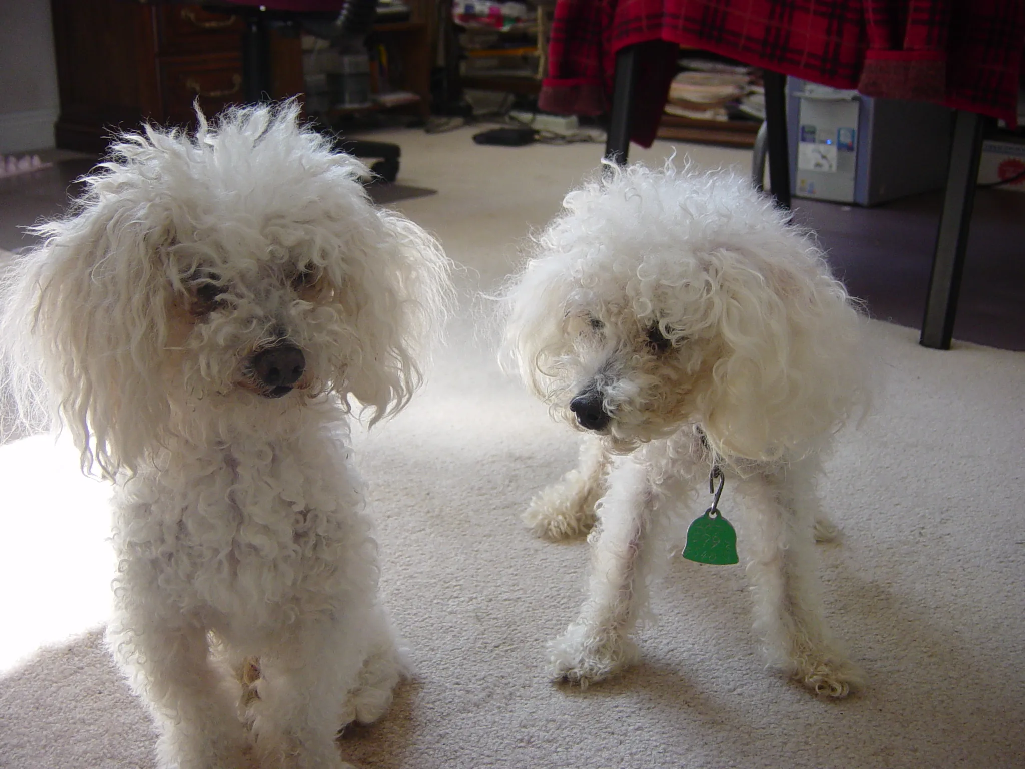 Binky and Tabby, two distinct toy poodles, showcasing their individual appearances and postures.