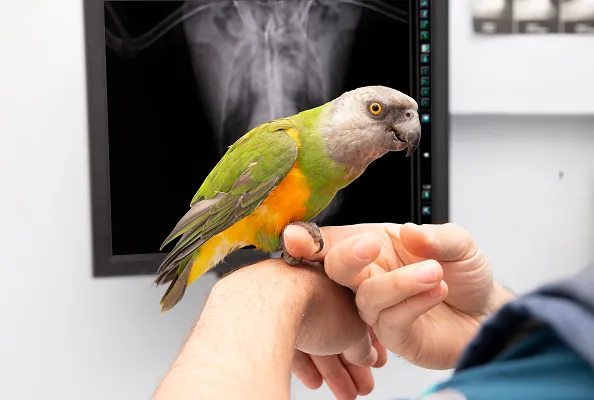 Bird at vet exam for respiratory issues