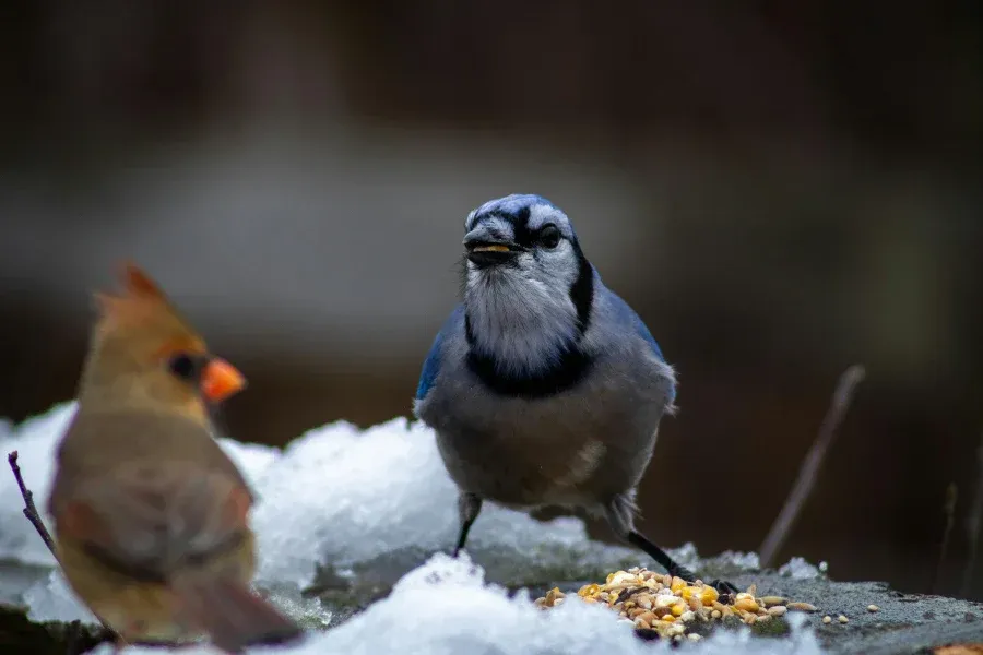 Bird caching food with exceptional memory