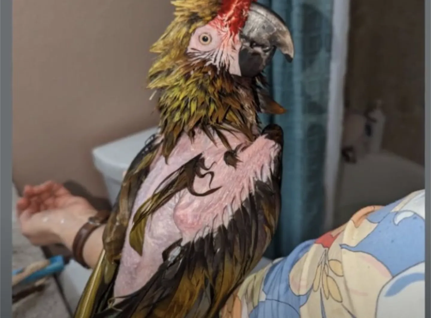 Bird owner inspecting a spacious cage to prevent plucking issues