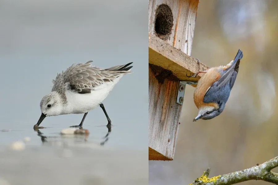 Birds demonstrating advanced problem-solving in experiments