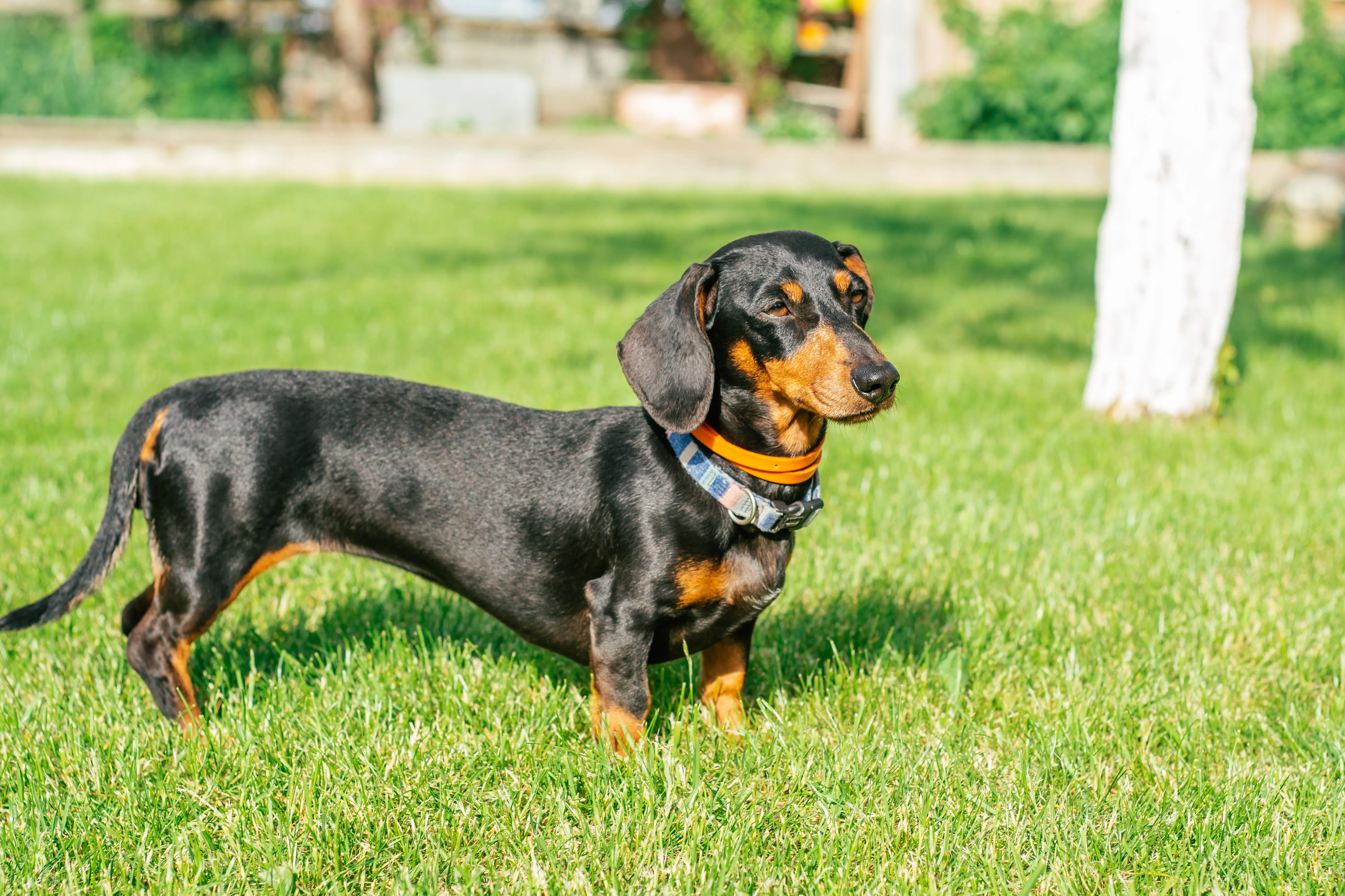Black and tan Dachshund dog standing with a collar in green grass