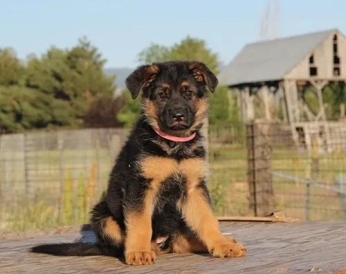 Black and tan German Shepherd puppies exhibiting their intelligent and loyal traits