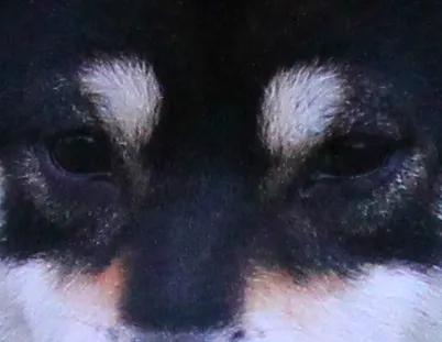 Black and tan Shiba Inu named Astrid at 2 years old, showing correct circular eye dots.