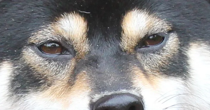 Black and tan Shiba Inu named Delilah at 4 years old, illustrating eye dot and face color.