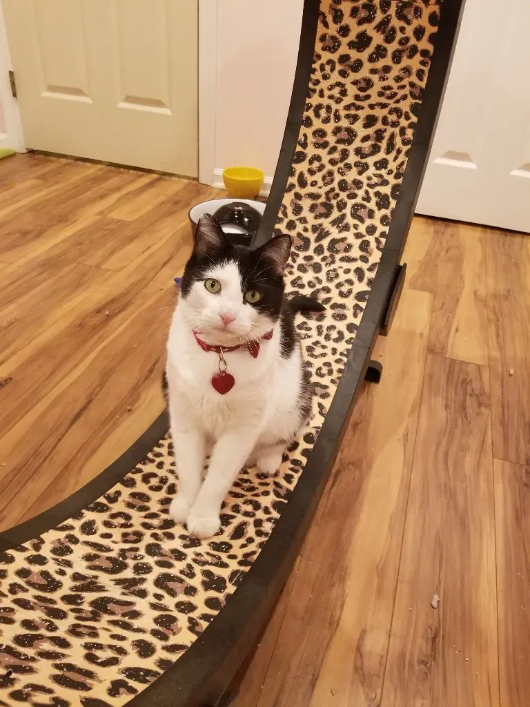 black and white cat sitting on cat wheel