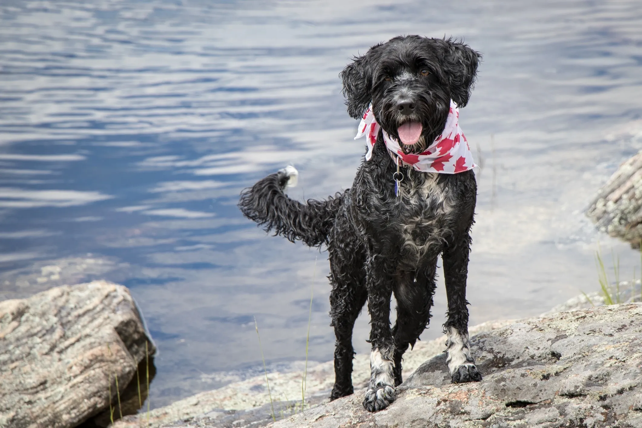 Black and white Portuguese Water Dog wearing a red maple leaf bandana, sitting in front of a calm lake