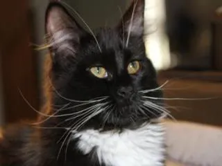 black and white tuxedo maine coon female.