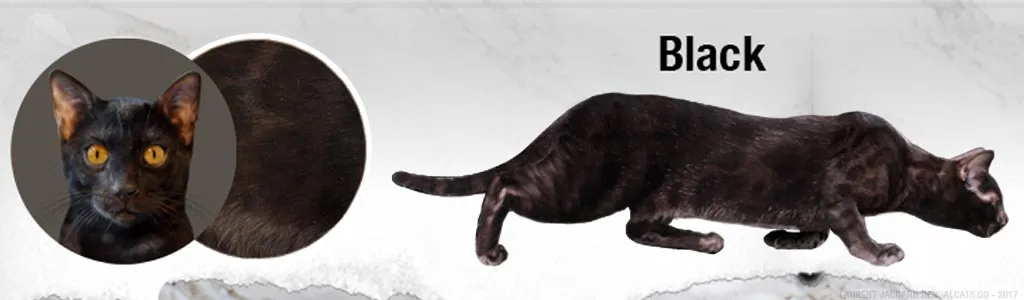 Black Bengal cats melanistic