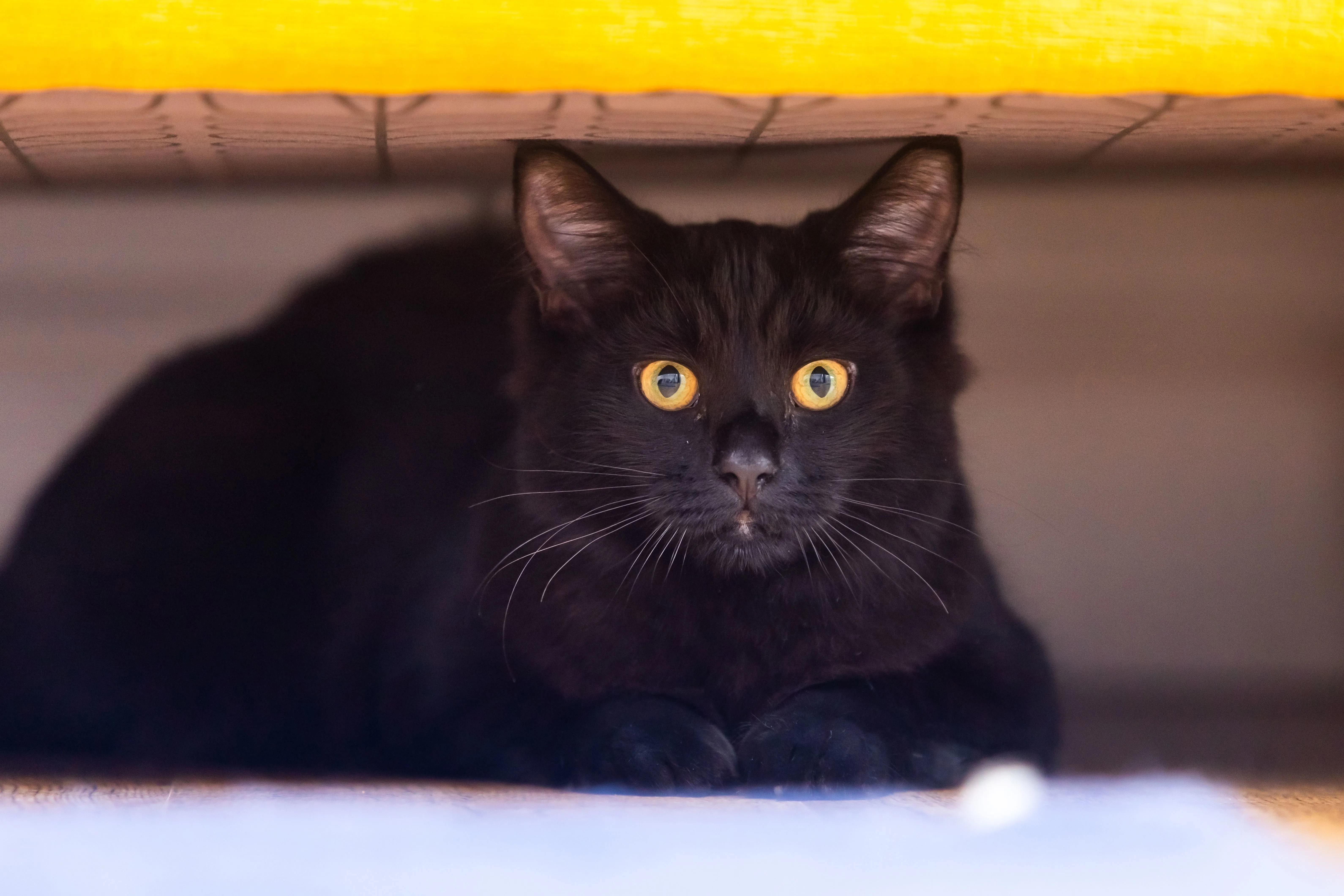 Black cat hiding cautiously underneath a bed