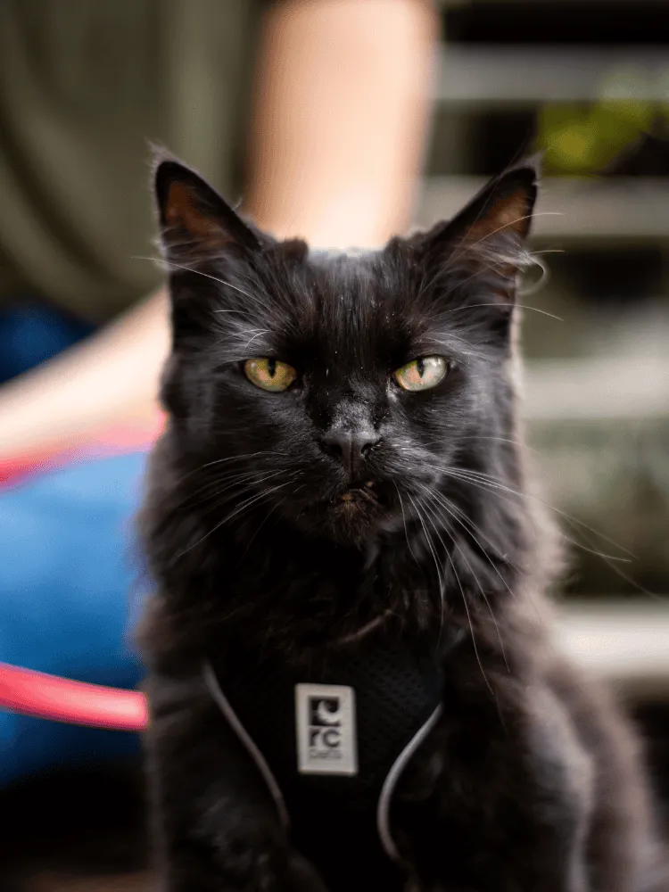 black cat looking at camera, outside on harness and leash