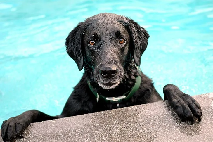 Black Labrador Retriever swimming in a pool.