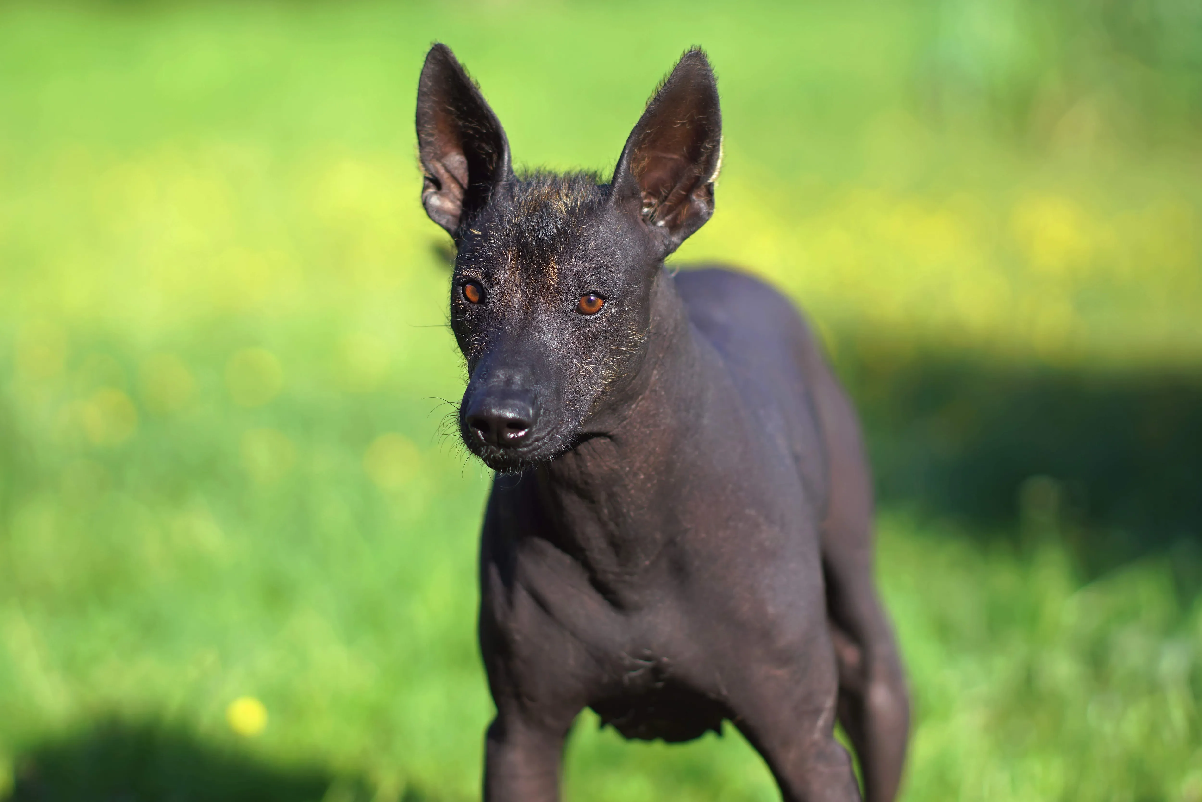 Black Mexican Hairless Dog standing in grass