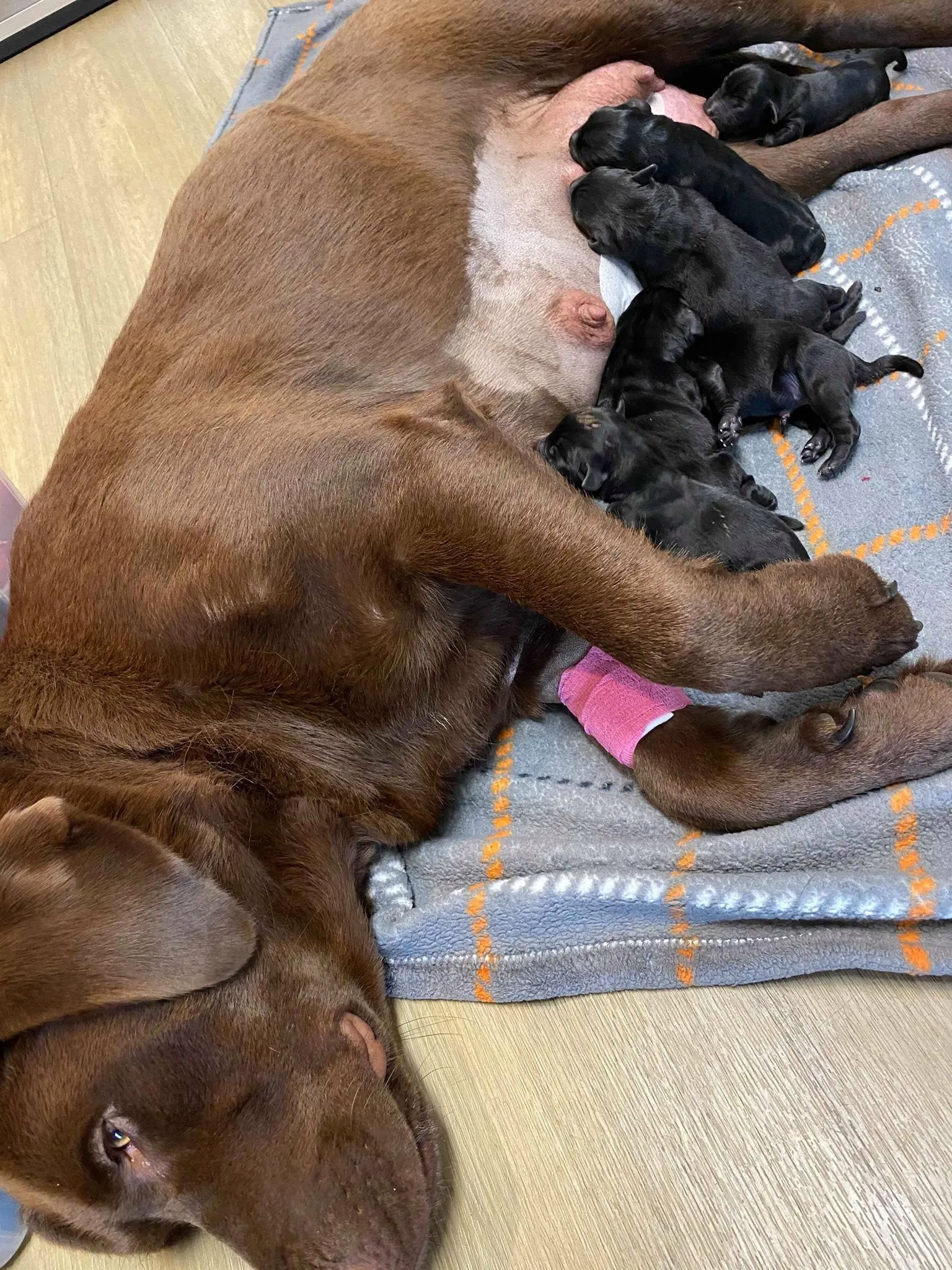 Black newborn puppies drinking from their mother