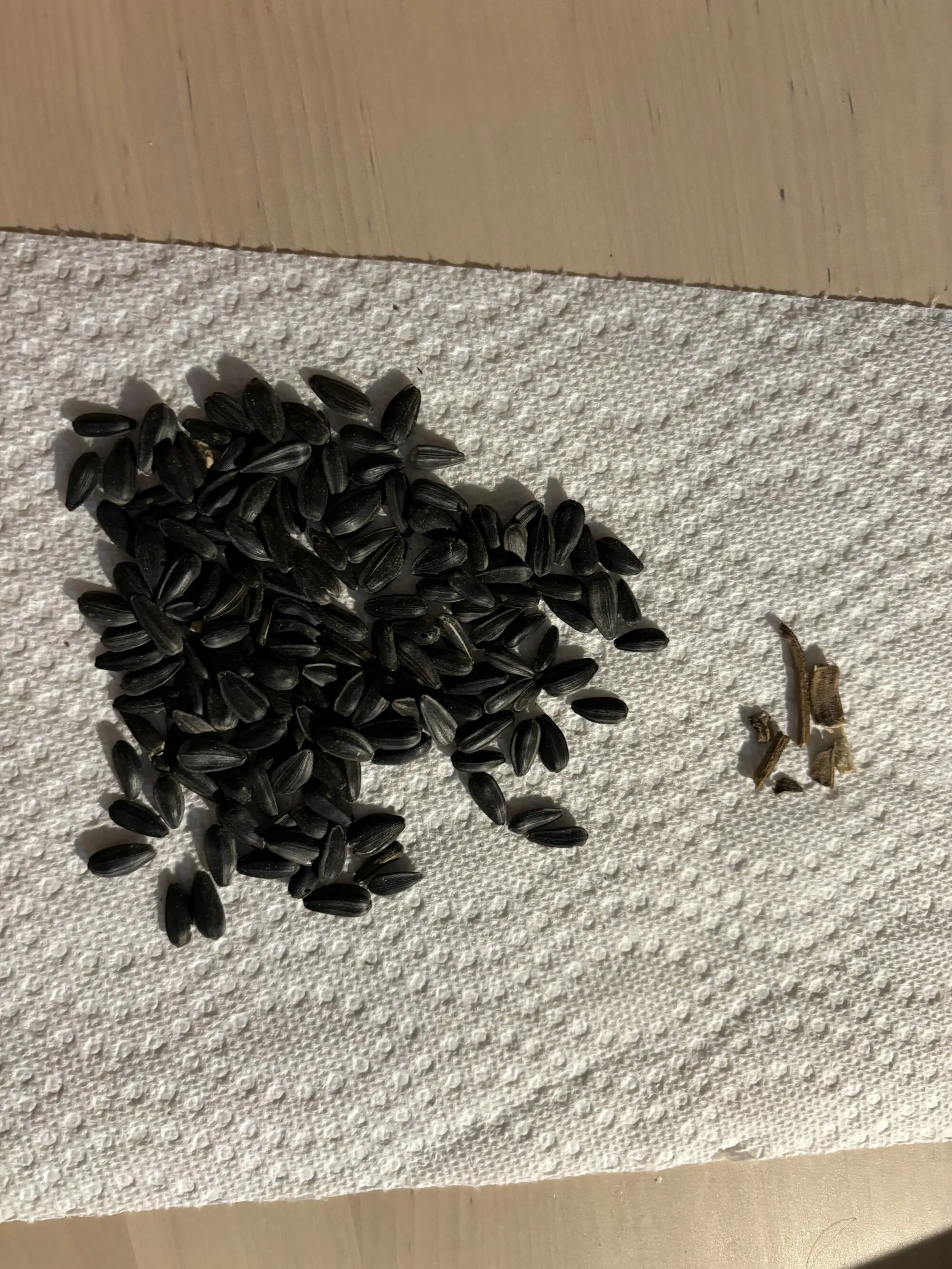 Black oil sunflower seed sample showing minimal filler sticks on a paper towel