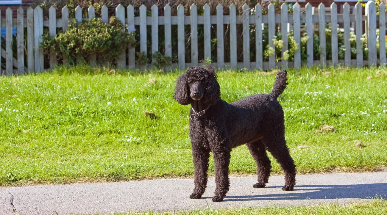 Black poodle standing on a path in front of a white picket fence