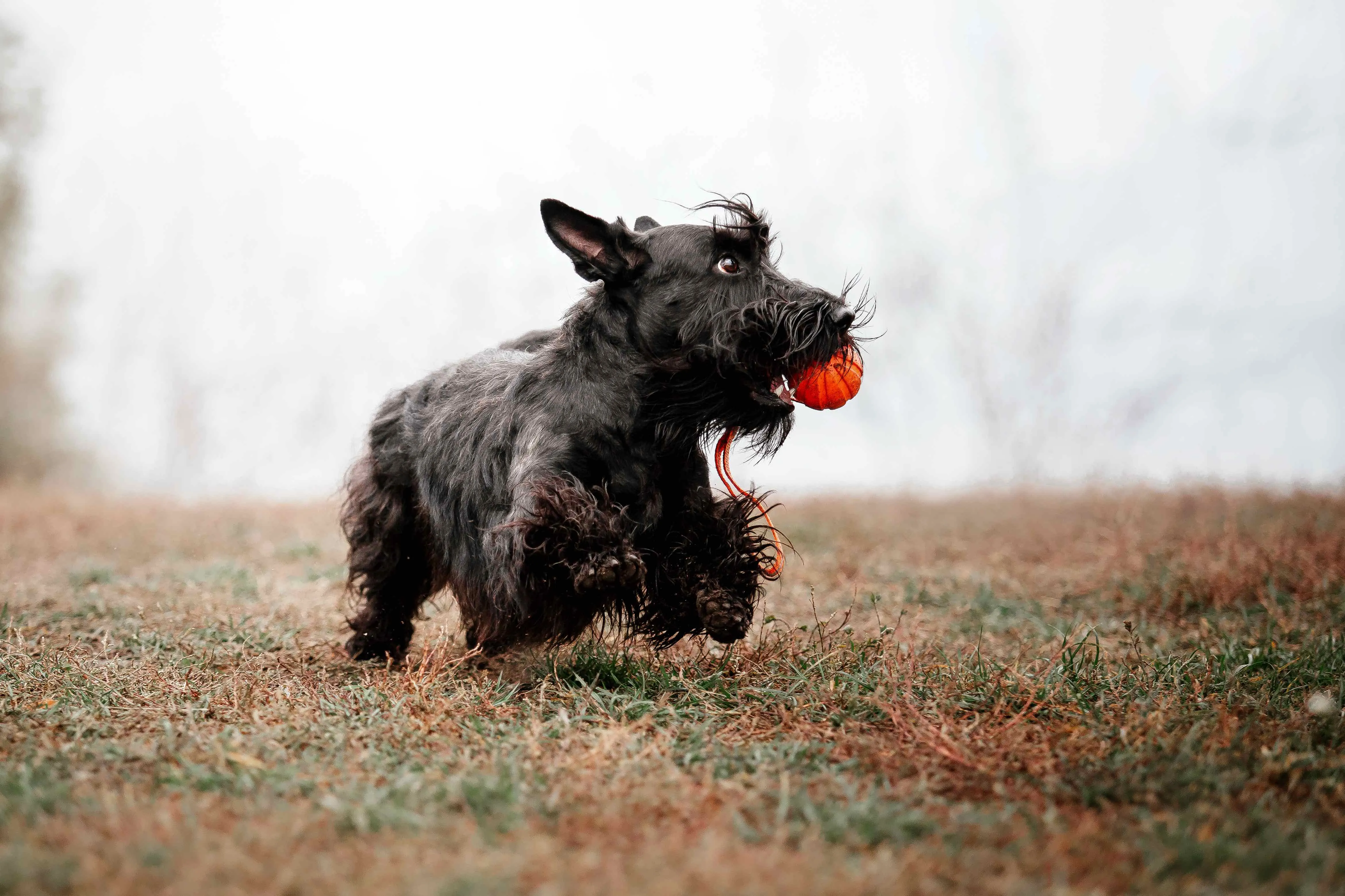 Black Scottish Terrier joyfully running through a vibrant green field with a bright red ball firmly clutched in its mouth
