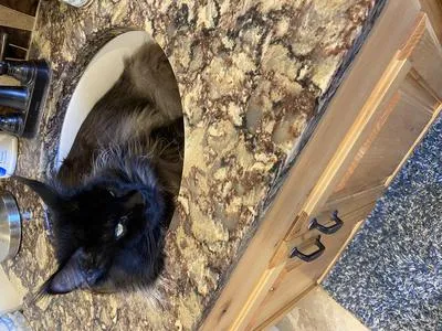 Black smoke Maine Coon Dax curled up in cool sink