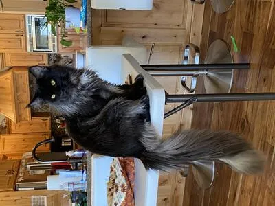 Black smoke Maine Coon Dax sitting on kitchen table