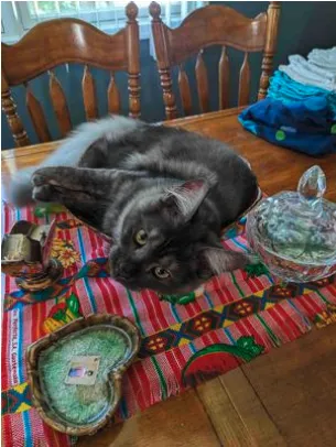 Black smoke Maine Coon kitten Angel stretched on table