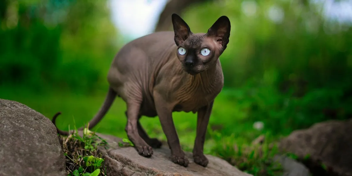 Black Sphynx cat with expressive eyes and pointed ears