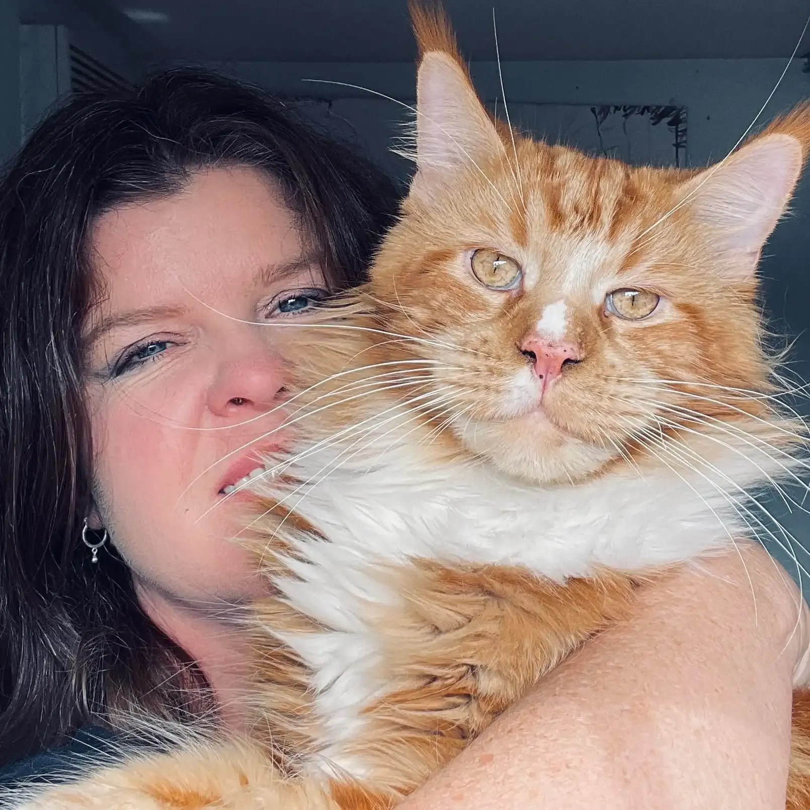 Black tabby Maine Coon showing classic bullseye pattern