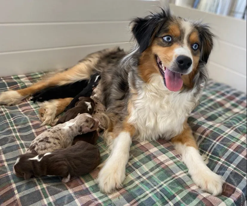 Black tri male mini aussie puppy with striking markings